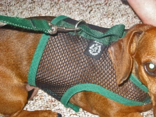 Dachshund Rescue, Adopt a Dachshund