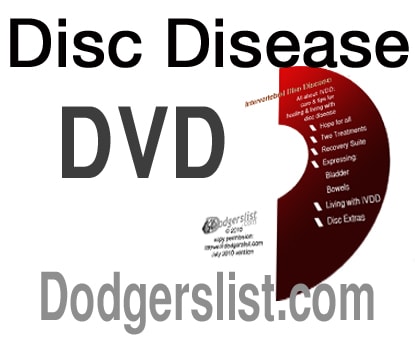 Dachshund Rescue, Adopt a Dachshund