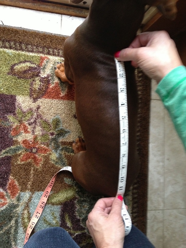 How to measure your dachshund step 1