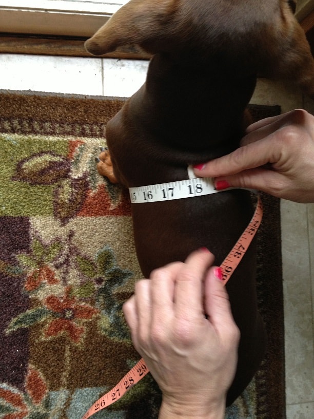 How to measure your dachshund step 2