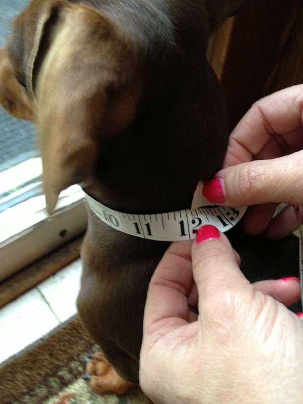 How to measure your dachshund step 3