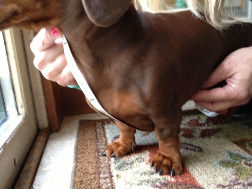How to measure your dachshund step 4