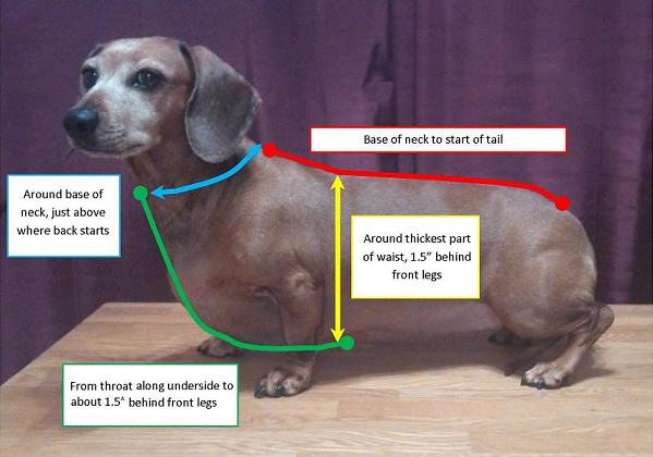 dachshund neck size