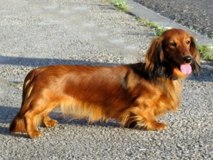 Dachshund Pictures Photos Of Dachshunds