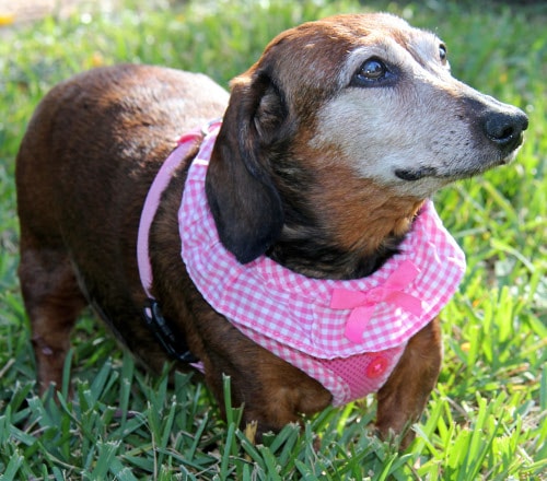 Dachshund Rescue, Adopt a Dachshund